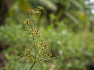 Herbisida